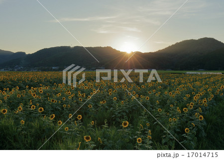 夕日のひまわり 17014715