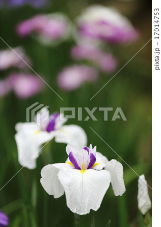 初夏の旋律 17014753