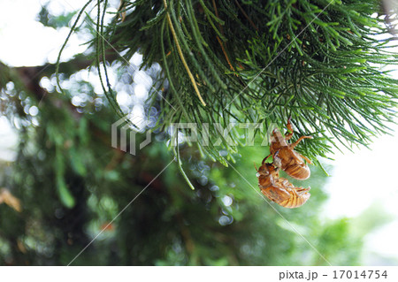 セミの抜け殻 17014754