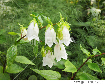 ホタルブクロ 17014756