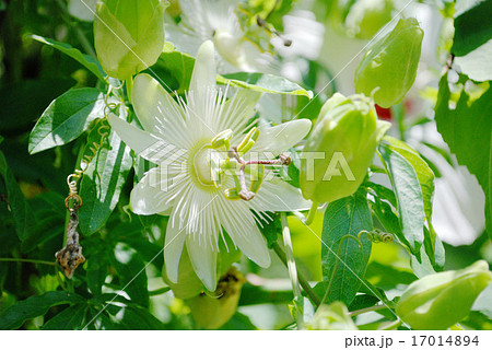 トケイソウ 17014894