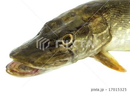 Head pike Head pike 17015325