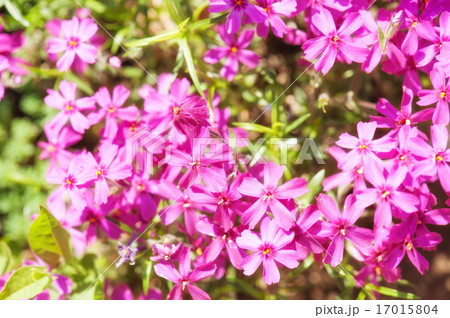 small pink flowers as background 17015804