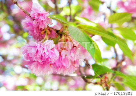 pink flower on tree. spring season pink flower on tree. spring season 17015805