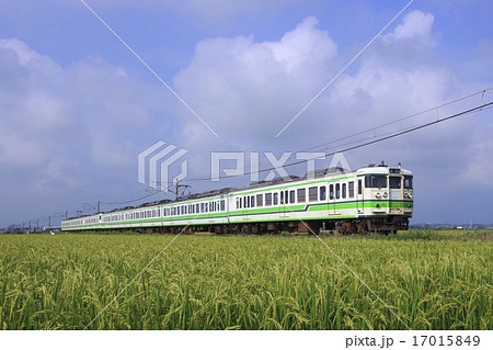 秋の越後線115系(7両編成:信越本線直通) 秋の越後線115系(7両編成:信越本線直通) 17015849