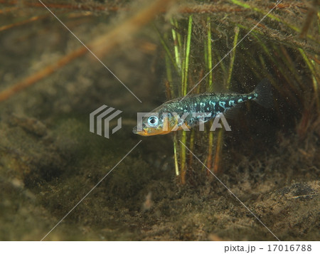 ハリヨ♂ 17016788