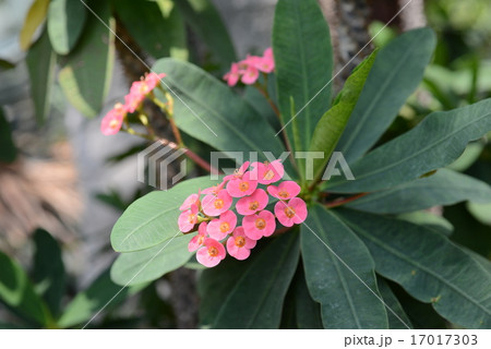 ハナキリン 17017303