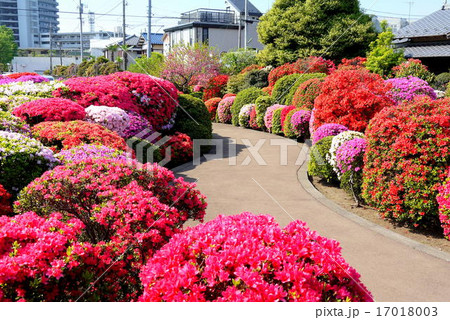 烏山つつじ緑地（4月）東京都世田谷区 17018003