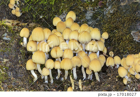 キララタケ キララタケ 17018027