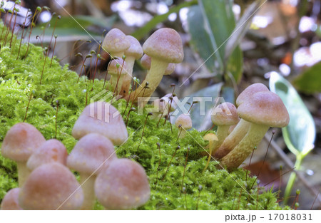 クリタケ 17018031