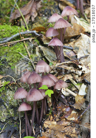 チシオタケ 17018037