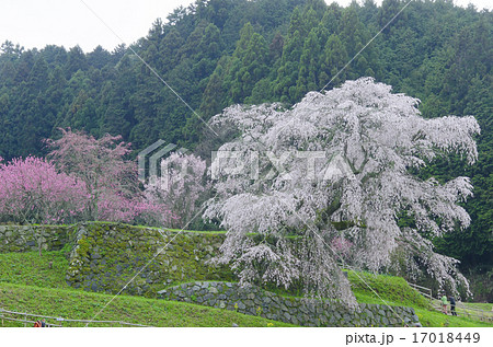 又兵衛桜 17018449