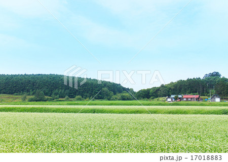そば畑 17018883