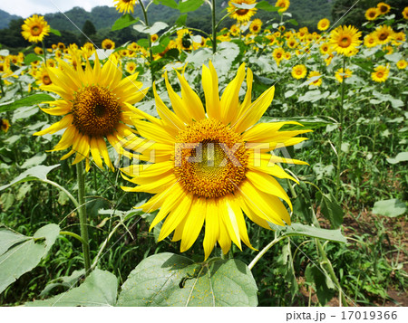 ひまわり畑 17019366