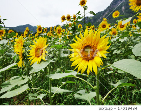 ヒマワリ畑 ヒマワリ畑 17019434