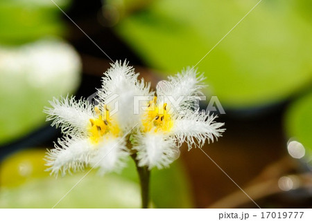 ガガブタの花 17019777