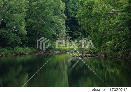 志賀高原　長池 17020212