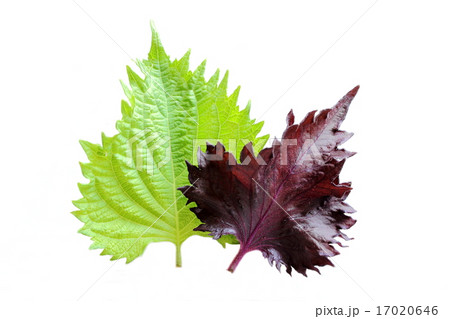 紫蘇の葉 紫蘇の葉 17020646