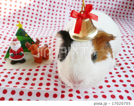 モルモットとクリスマス 17020705