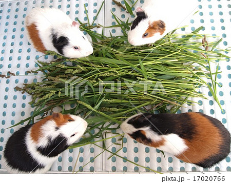 牧草を食べる 食欲旺盛モルモットたちの写真素材