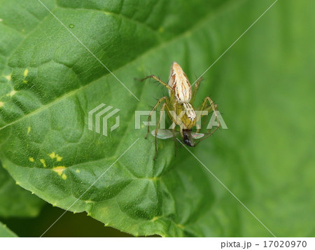 ササグモ 17020970