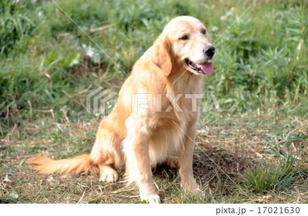 かわいい仔犬 17021630