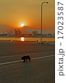夕暮れの黒猫 17023587
