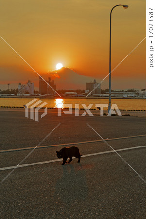 夕暮れの黒猫 17023587