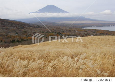晩秋の枯れすすき原 晩秋の枯れすすき原 17023631