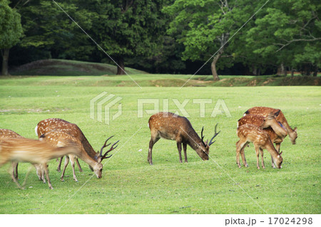 奈良公園　群鹿　 17024298