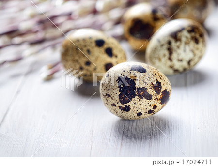 quail eggs and willow twigs 17024711