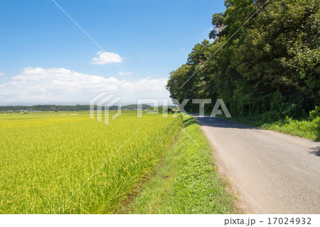 田園風景 田園風景 17024932