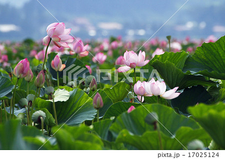 宮城県 伊豆沼の蓮群(はちす) 宮城県 伊豆沼の蓮群(はちす) 17025124