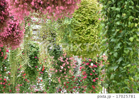 花のカーテン2の写真素材 [17025781] - PIXTA