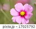 コスモス 17025792