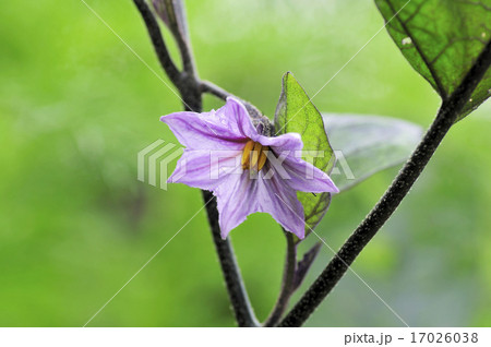ナスの花 17026038