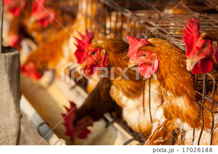 Chicken farm 17026188