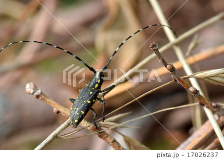 キボシカミキリ 17026237