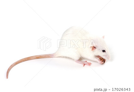 White fancy rat eating piece of bread 17026343