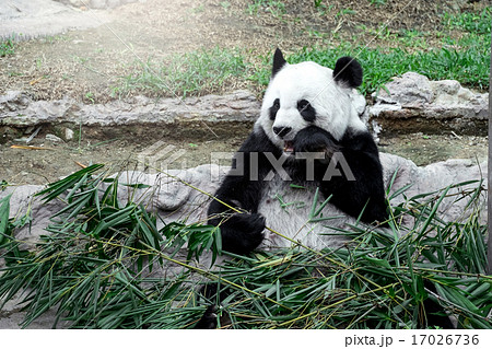 Lovely panda eating bamboo Lovely panda eating bamboo 17026736