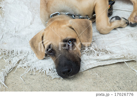 Homeless dog lying on the ground 17026776