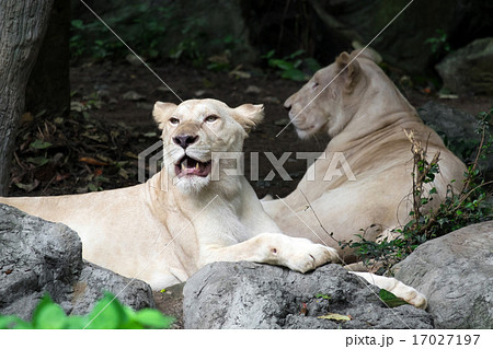 Female white lion lying on the rock Female white lion lying on the rock 17027197