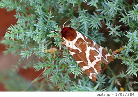 Colourful butterfly Colourful butterfly 17027284
