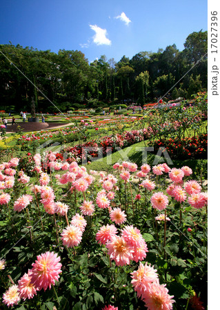 Colorful flower garden in Mae Fah Luang, Thailand 17027396
