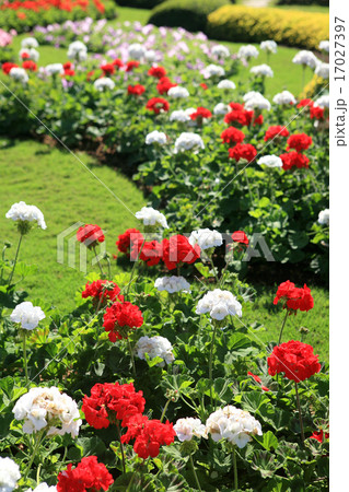 Colorful flower garden in Mae Fah Luang, Thailand 17027397