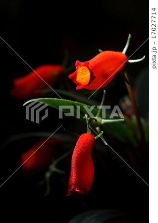 Red wild orchid flower in Northern Thailand 17027714