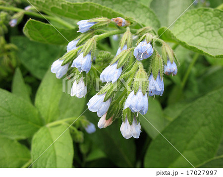 Comfrey (Symphytum) 17027997