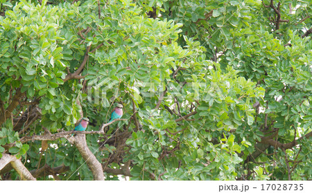 サファリ 17028735