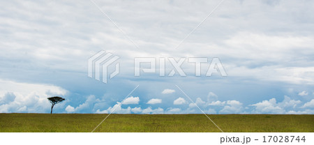 サファリ サファリ 17028744