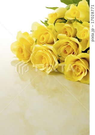 薔薇 17028771